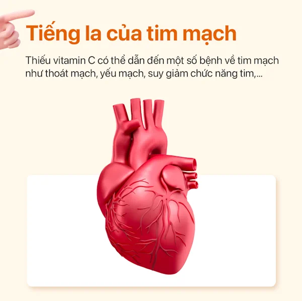 Vitamin C Là Thành Phần Quan Trọng đối Với Sức Khỏe Mạch Máu - Ester C