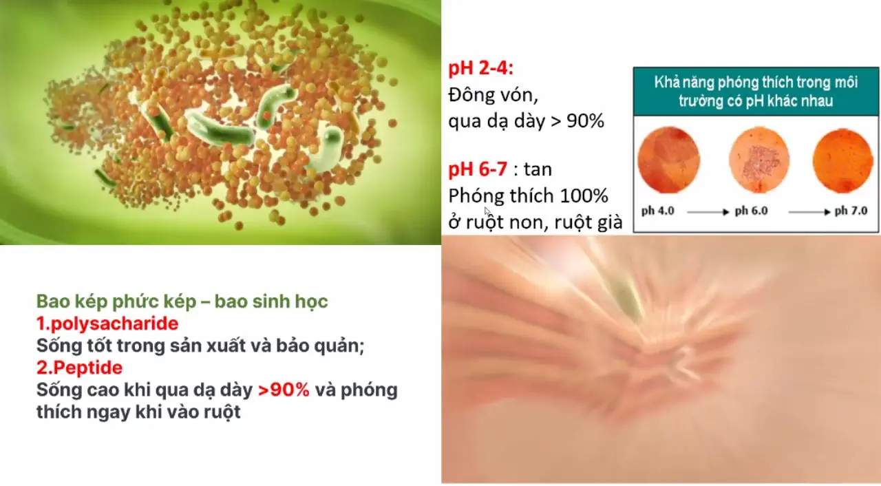 Công Nghệ Bao Kép Giúp Lợi Khuẩn Sống Sót Hơn 90% Qua Dạ Dày Và Phóng Thích Hoàn Toàn ở Ruột Non Khi Gặp Ph Phù Hợp - 1Mall.vn